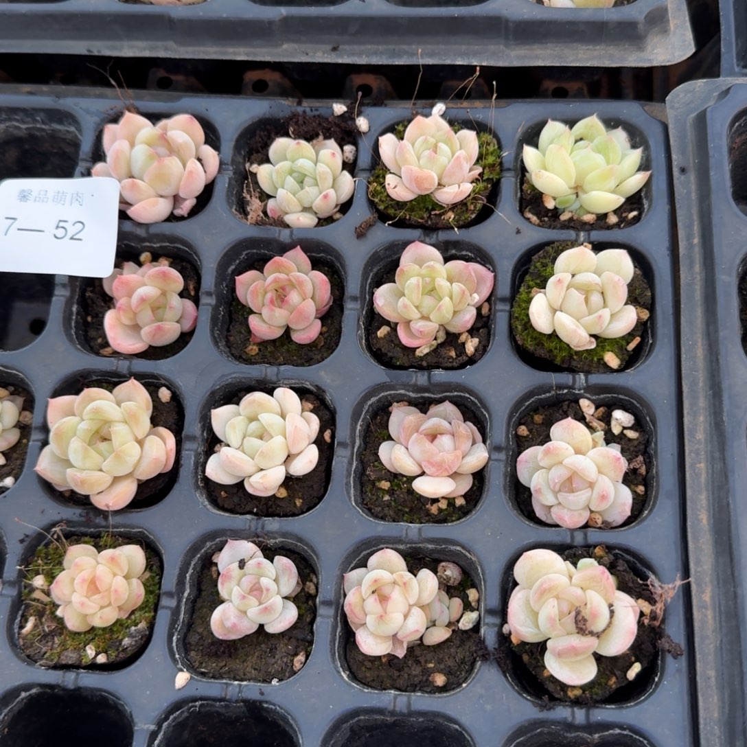 7-52偏白体珍妮二十颗量拍侧门右三右四