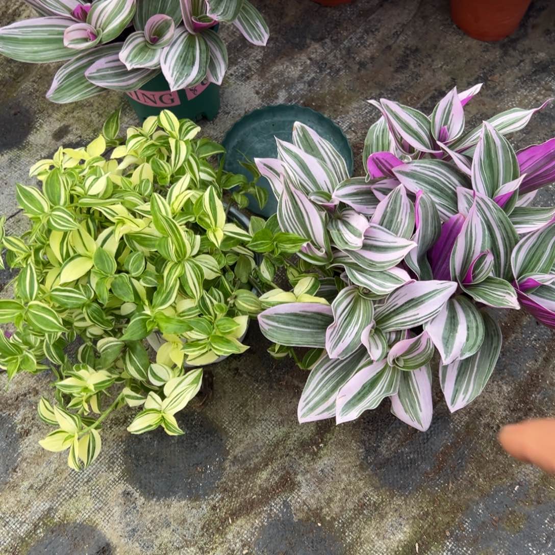 完全开放油画吊兰➕青白玉吊兰