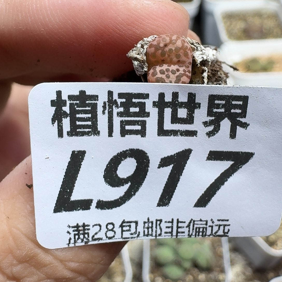 drzwdrs多肉植物的人生