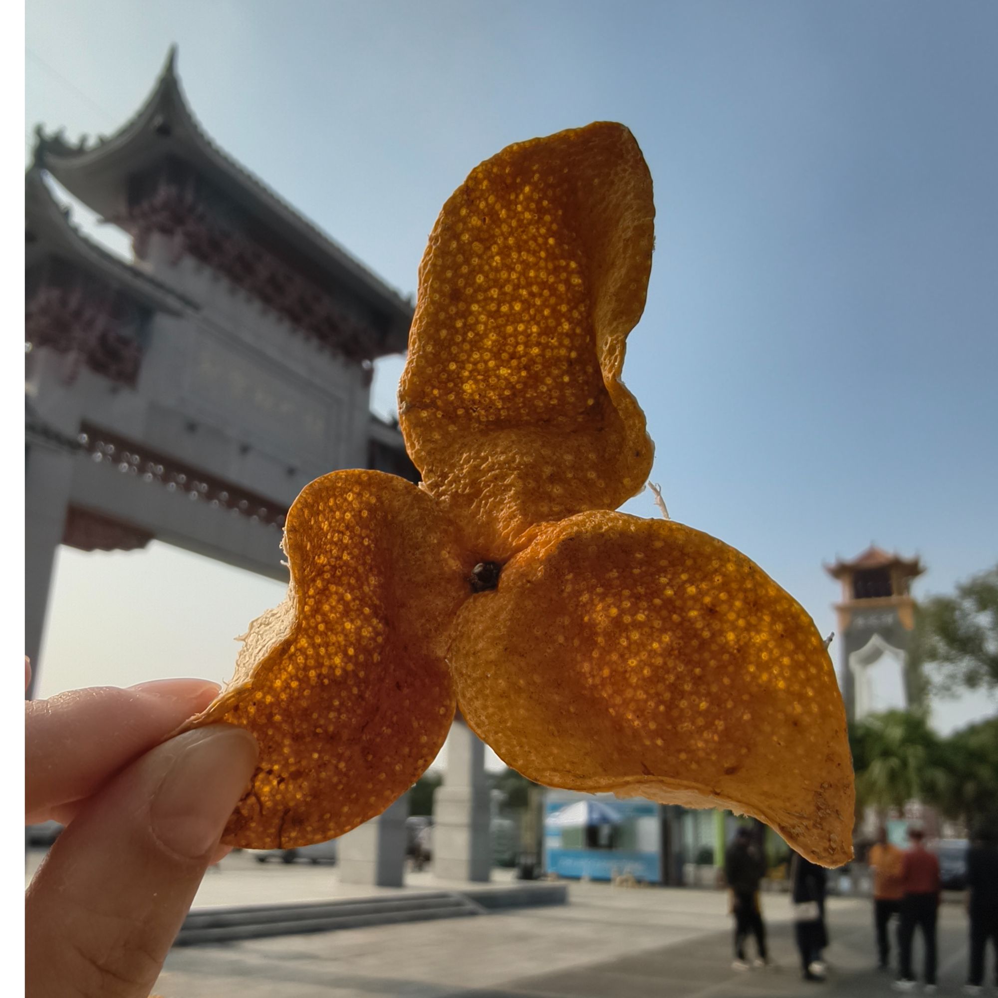 新会柑皮 新皮（2025年东甲老树原枝）生晒