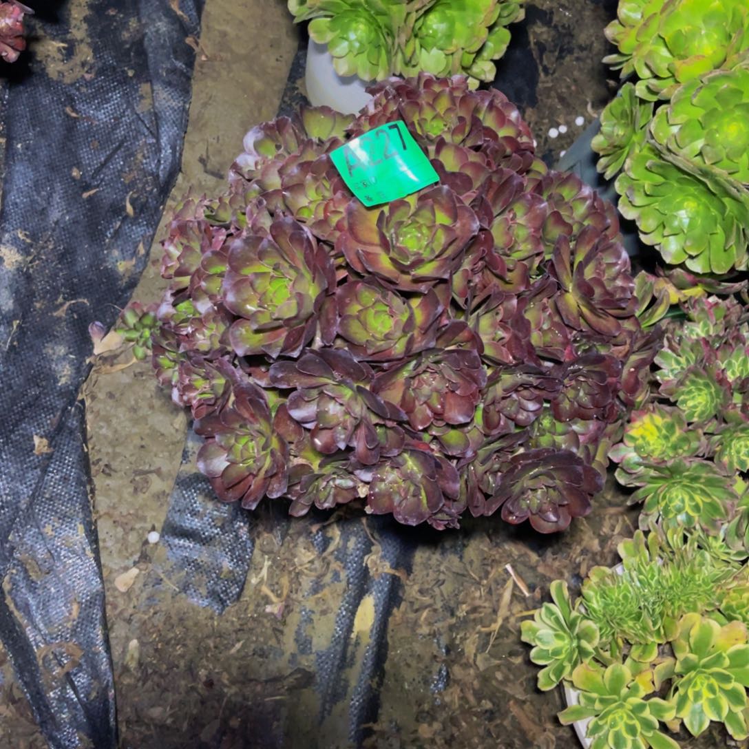 魅金玫瑰法师1-34