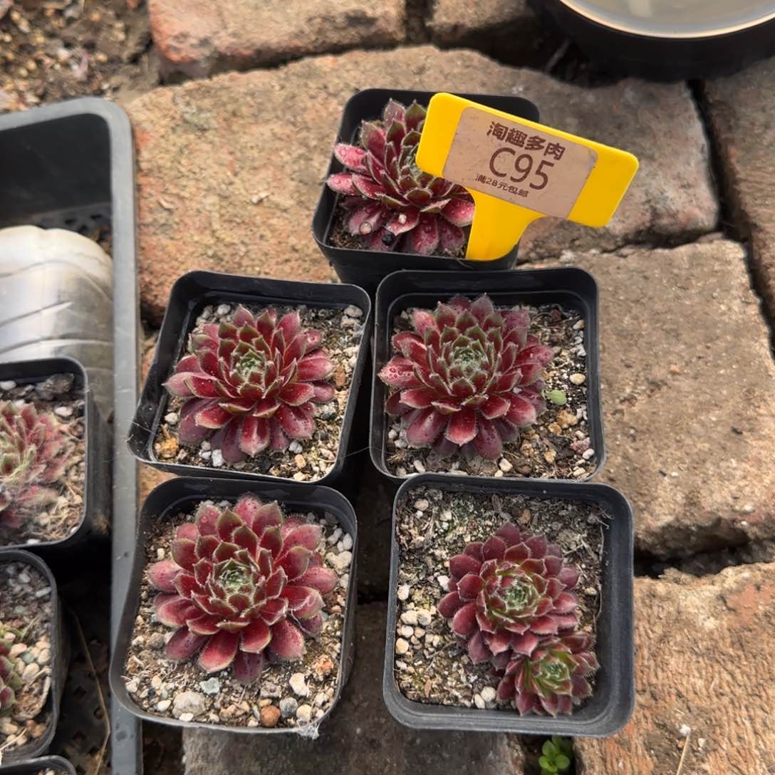 多肉植物籽牡丹五颗到手¥9.9