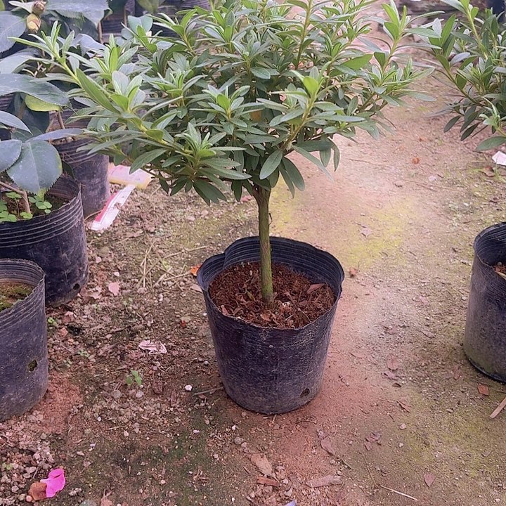 完全开放岸牡丹一物一拍