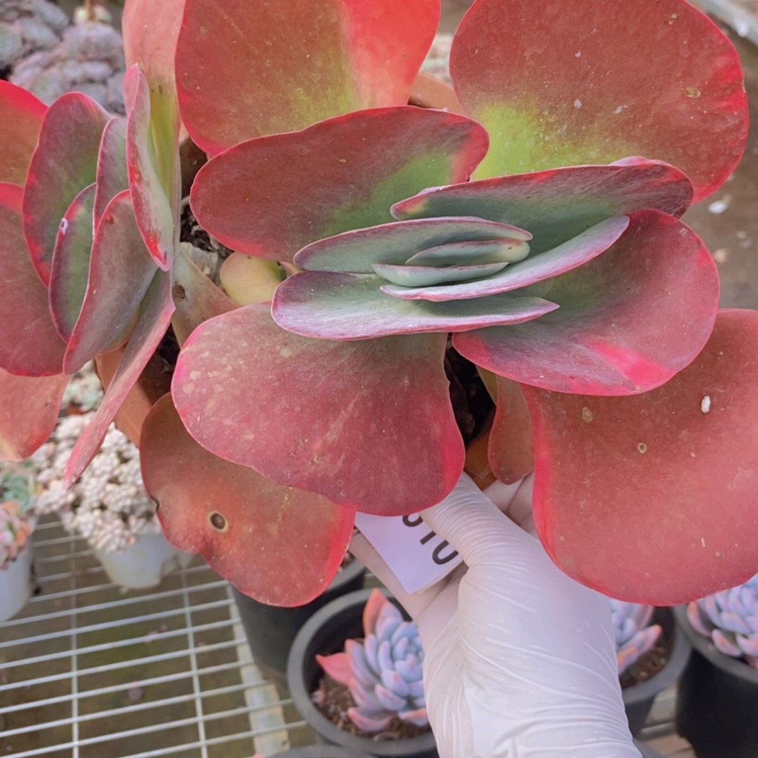 0610唐印锦群一物一拍