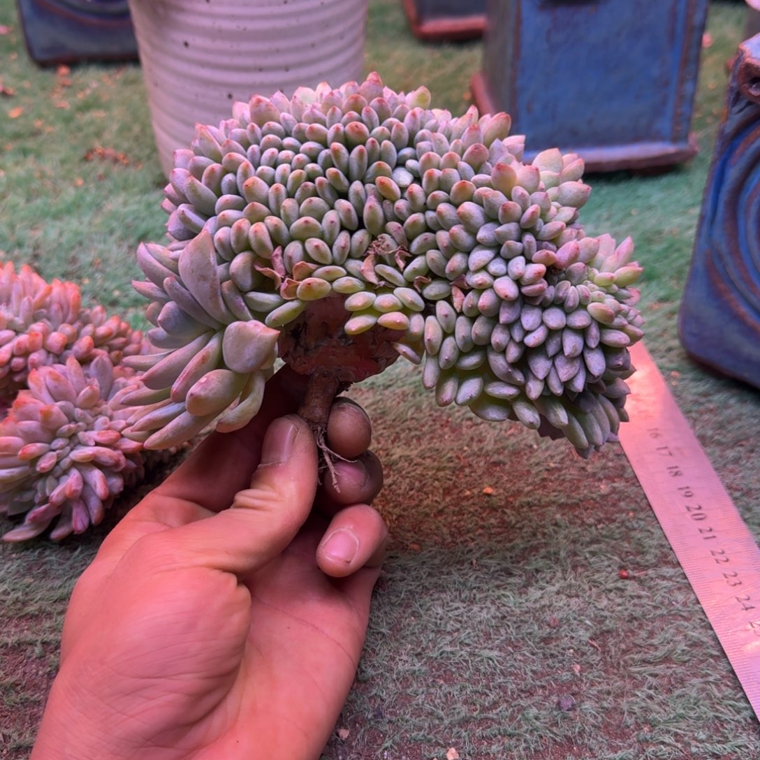 星影树缀无砍多肉