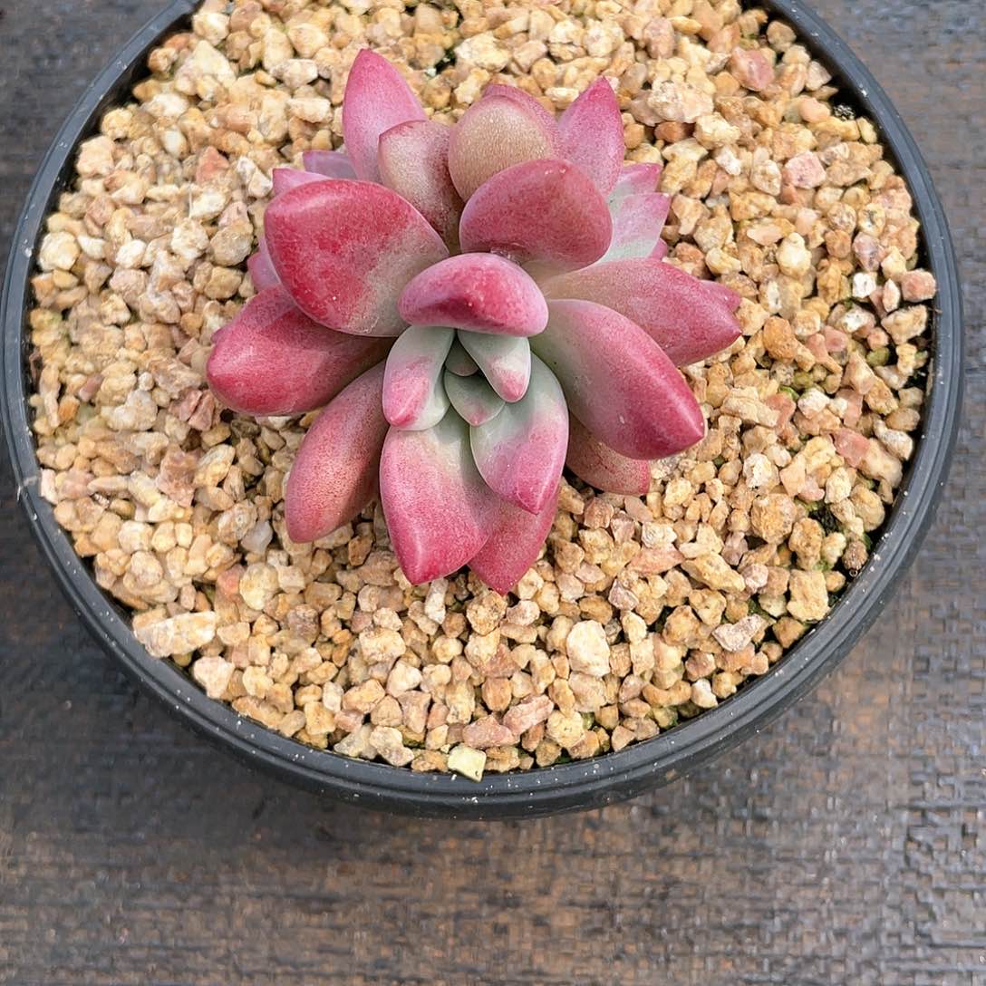 赫菲三头多肉植物