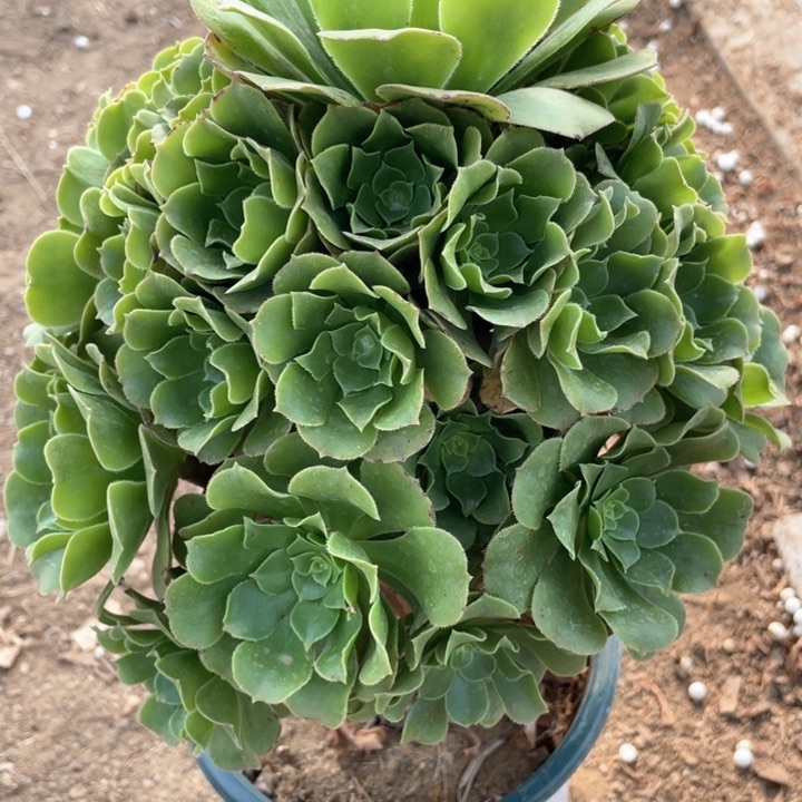 307多肉植物绿玫瑰