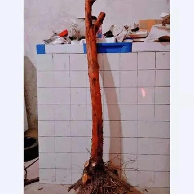 现挖山木香老桩嫁接树桩蔷薇杆月季月季花红刺藤野蔷薇砧木盆栽