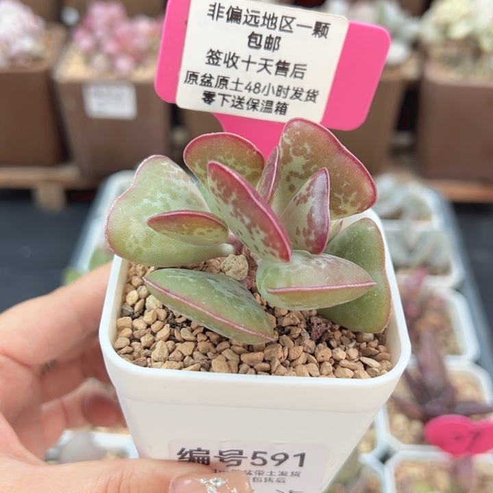 591爱心多肉植物