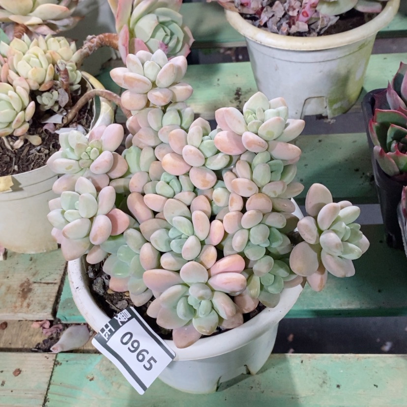 【闪购商品】香水洛神0965