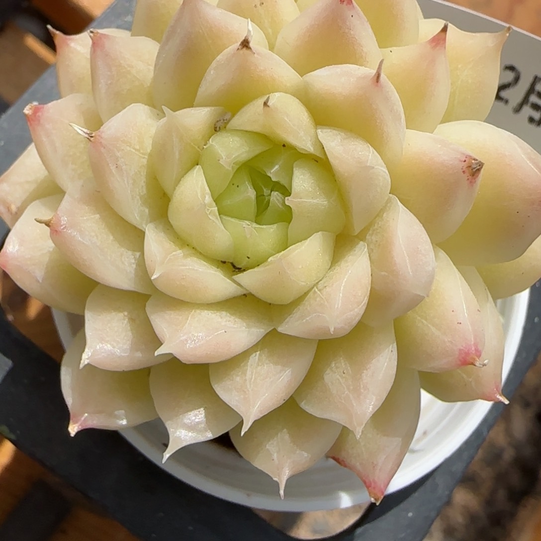 花语逸境0222-204