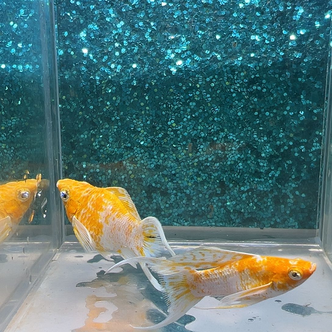 黑玛丽鱼樱花玛丽一对0017