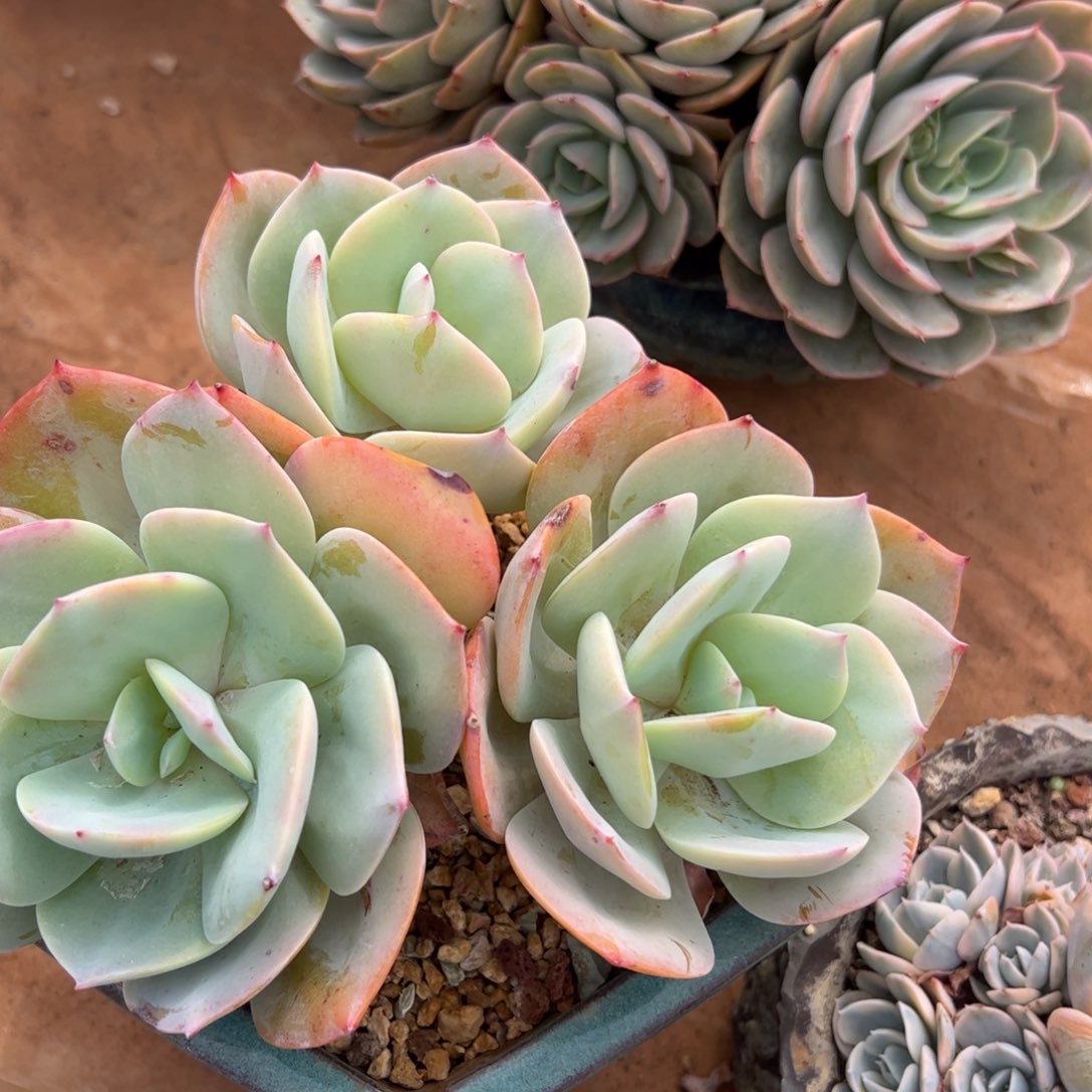 白凤多肉植物好看