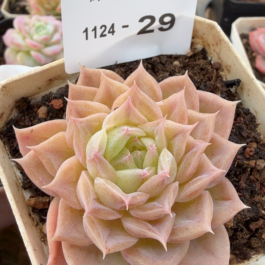 1124-29单颗多肉，