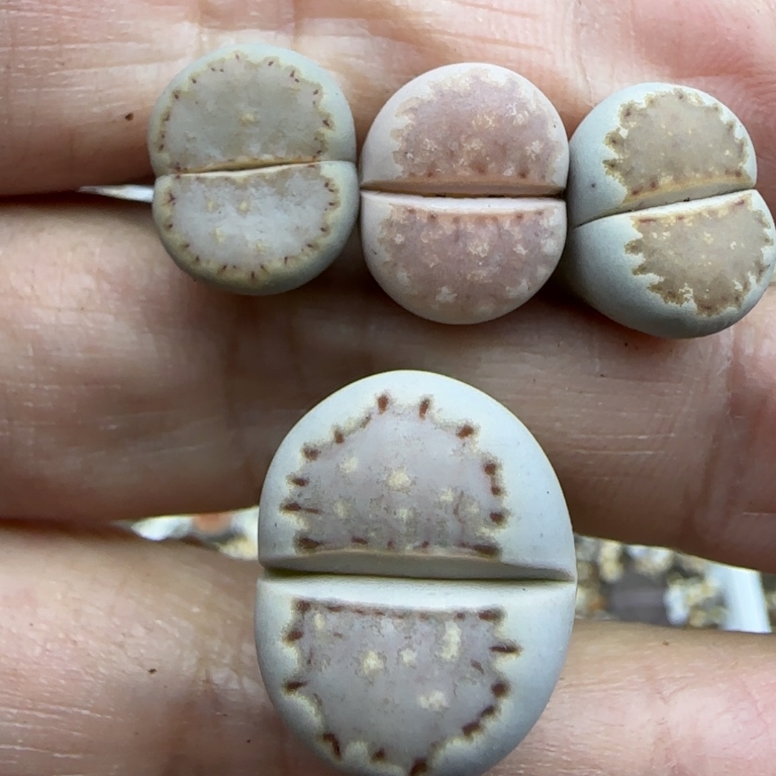 152饼干清框福利30包邮