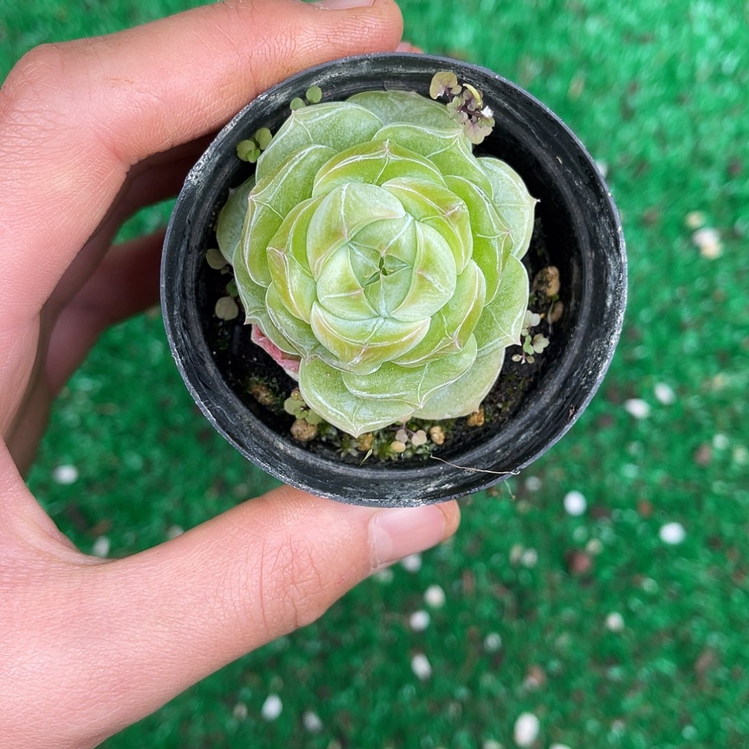 多肉植物一物一拍2-72