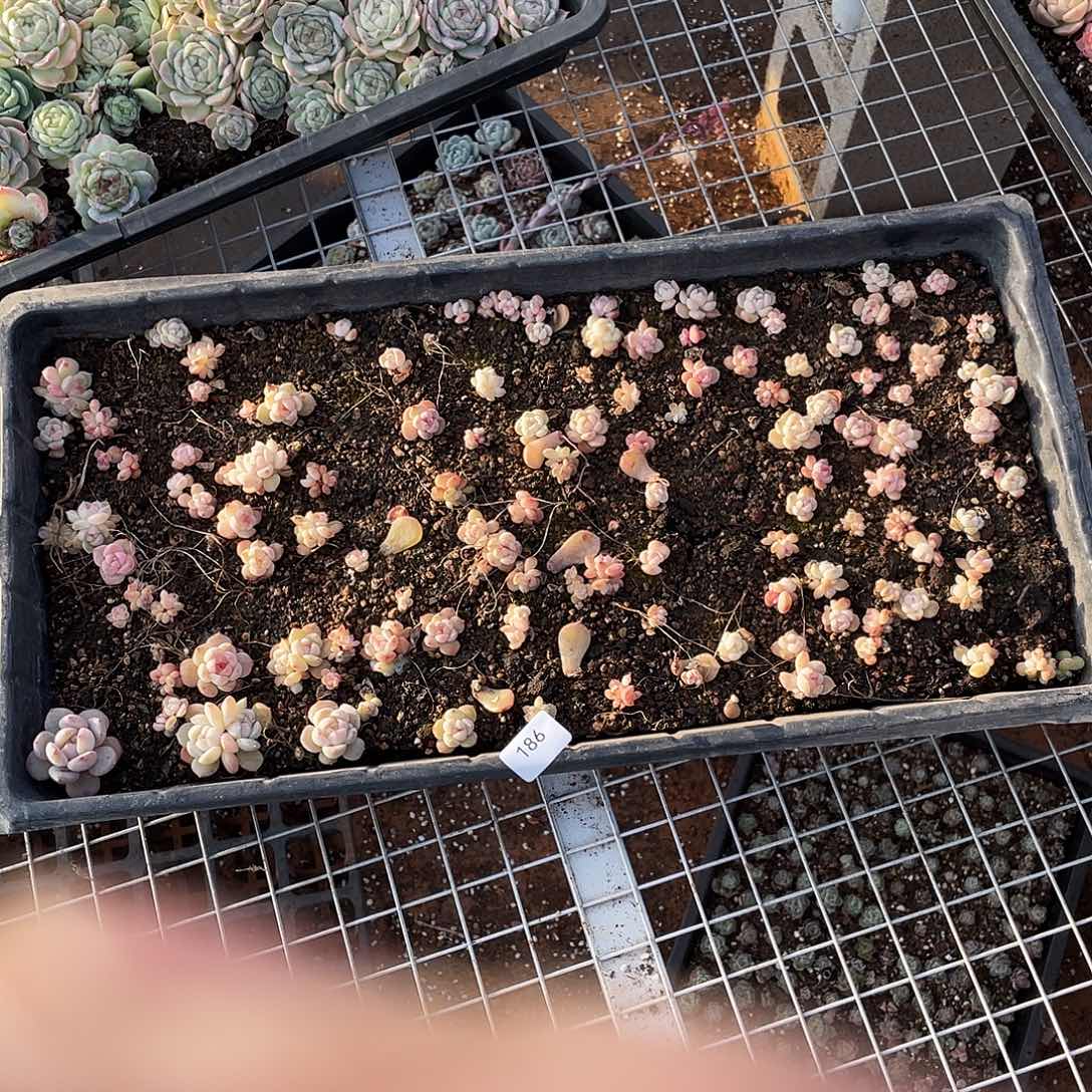 梦***泡186。 切盒发货。         