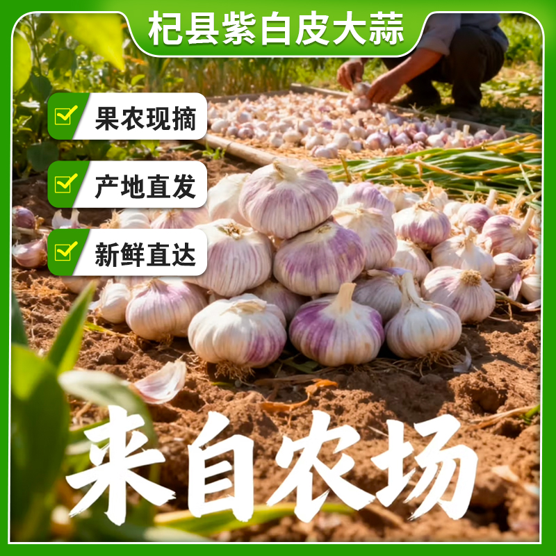 开封杞县正宗紫白皮大蒜新鲜2025年新干蒜香辣饱满农产品