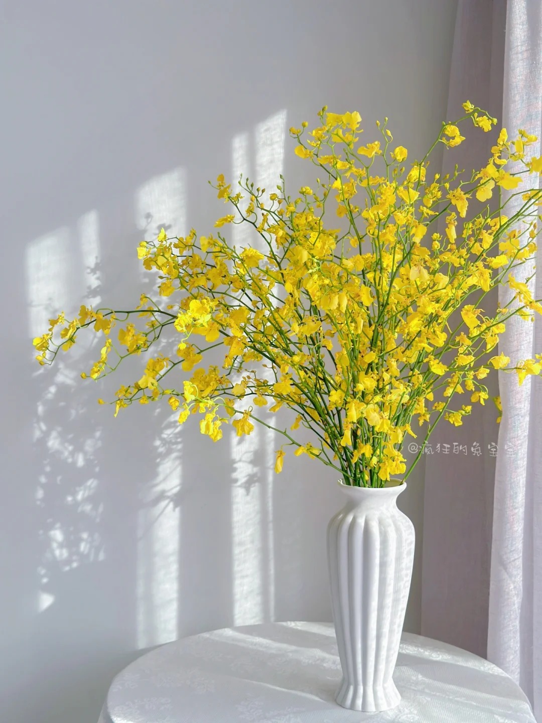 鲜花【跳舞兰】同地址两单顺丰/德邦空运+送10包保鲜剂