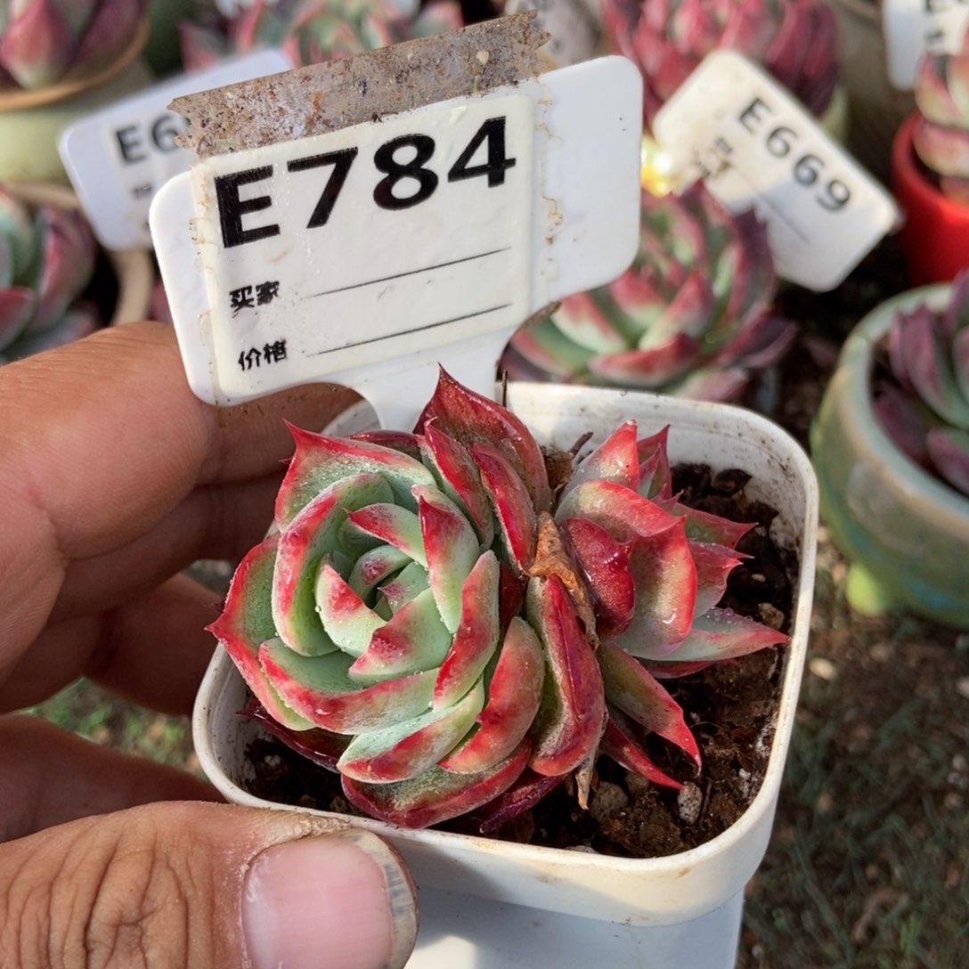 惊鸿一瞥784号楼的