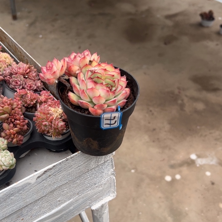 一物一拍荷花多肉77