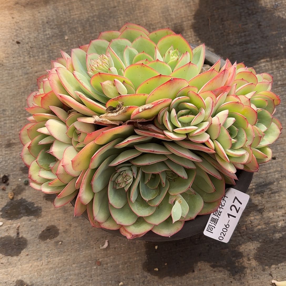 同温层多肉牡丹亭127