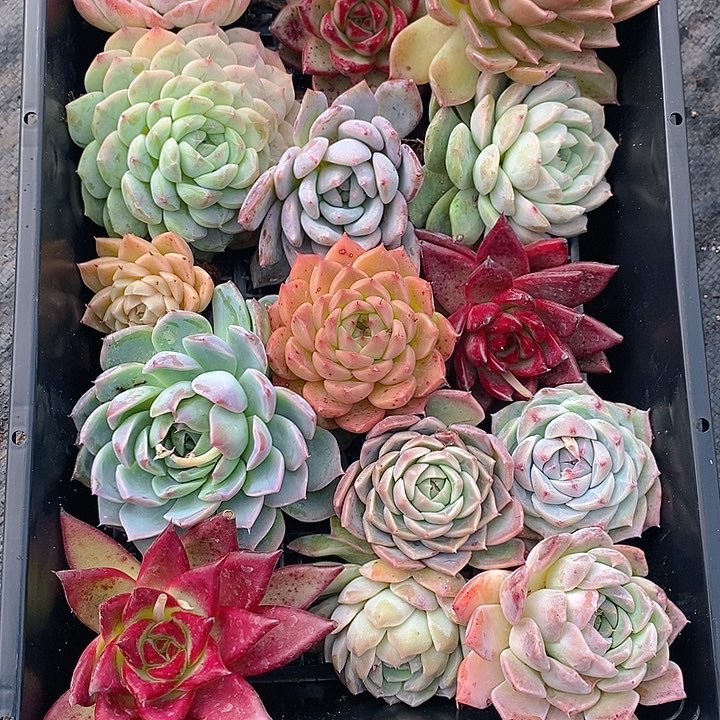 21 多肉植物盆栽花卉植物