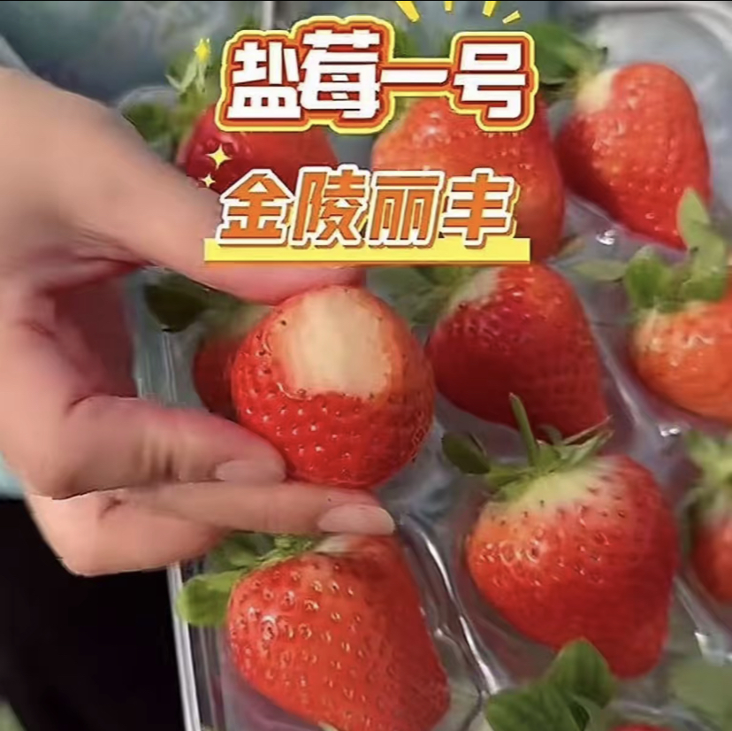 草莓苗3棵