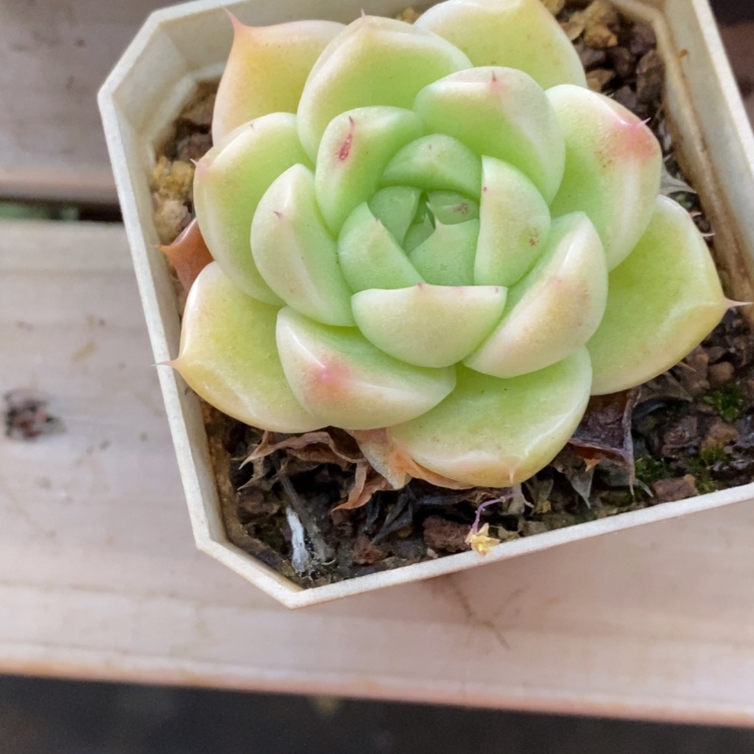 精品多肉一物一拍不包整109