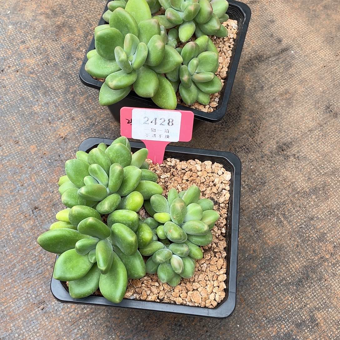 酸***࿐芒果奶2427、2428号