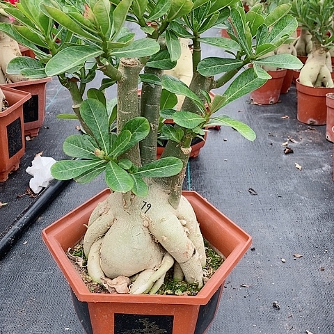 【闪购商品】无花朵菲*