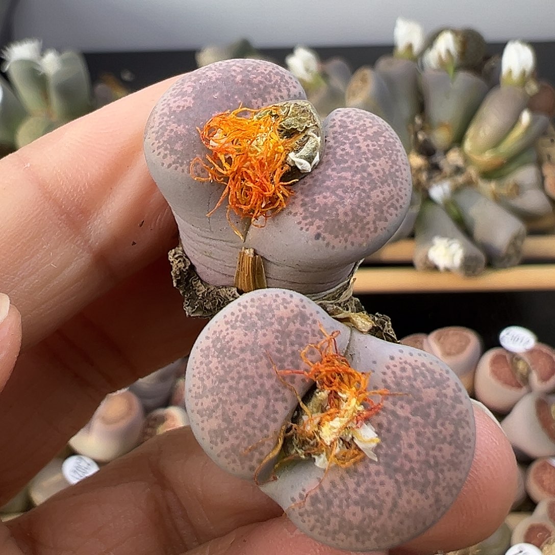 3038清货价格不作参考