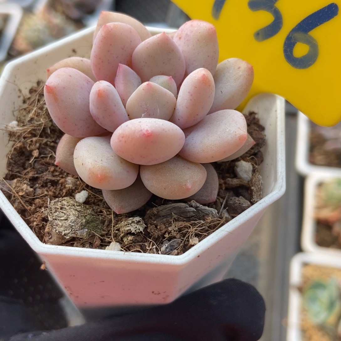 936姬天使多肉植物