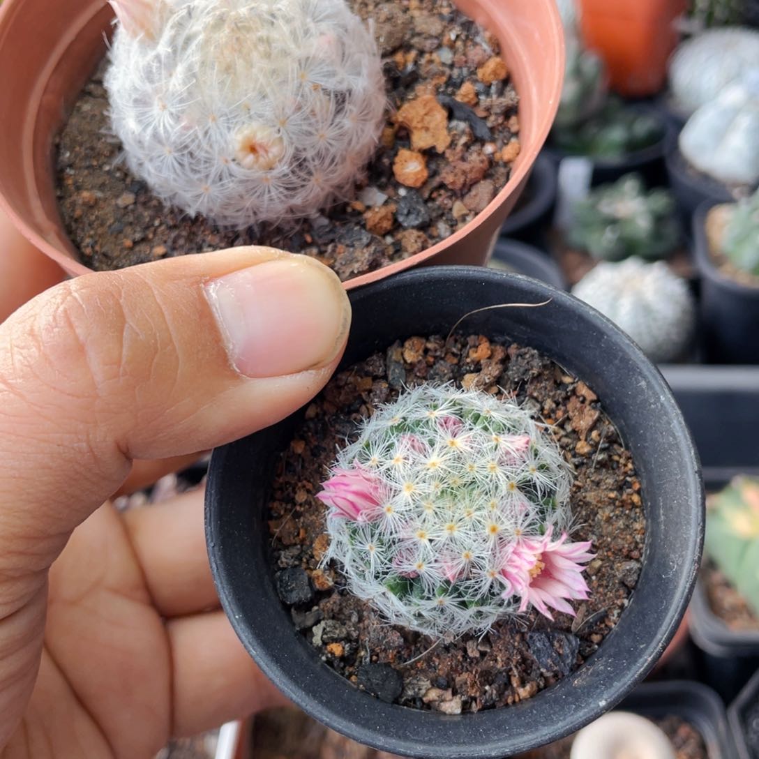 仙人球满28包邮盆口径5公分两颗