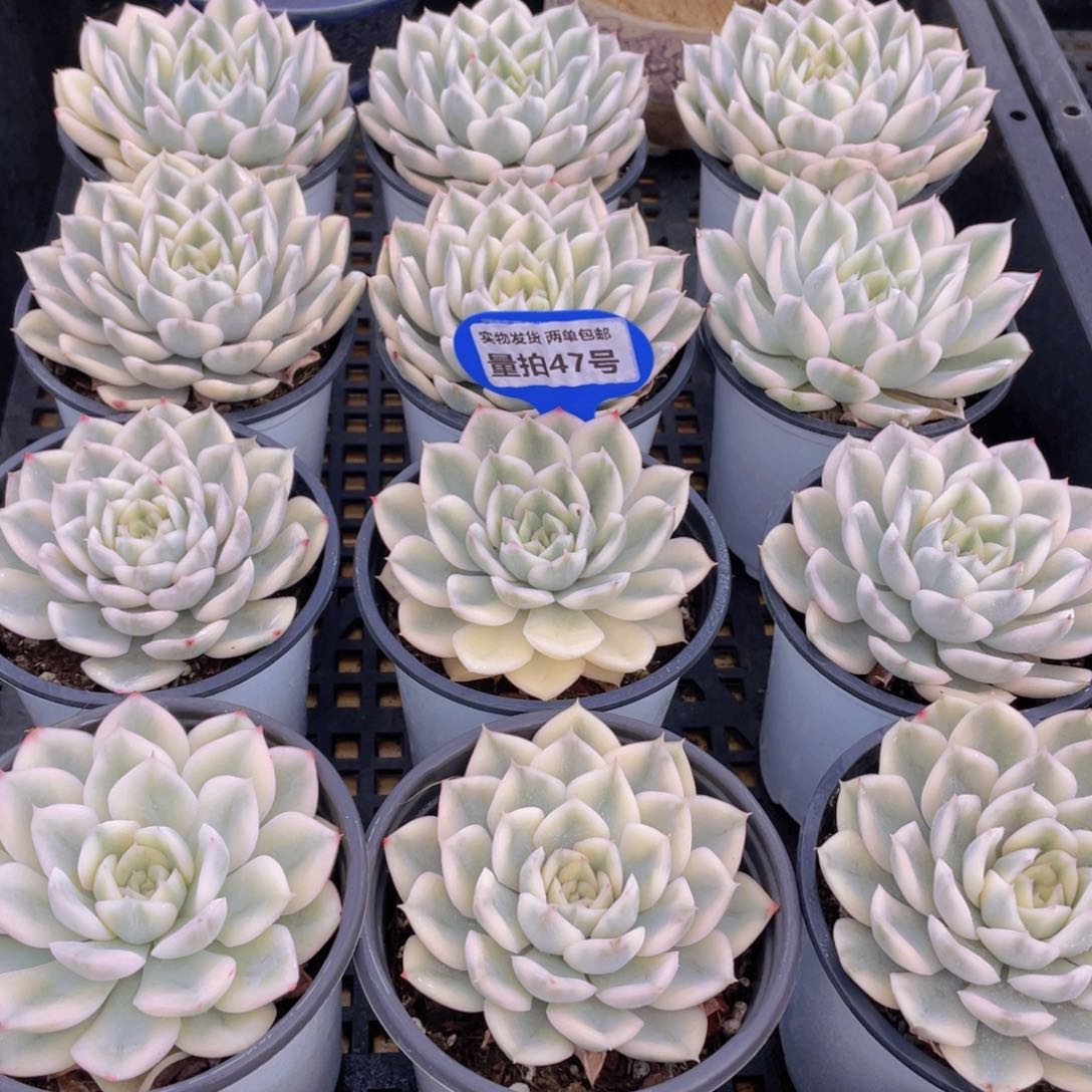 量拍47号 月亮仙子锦单头2个