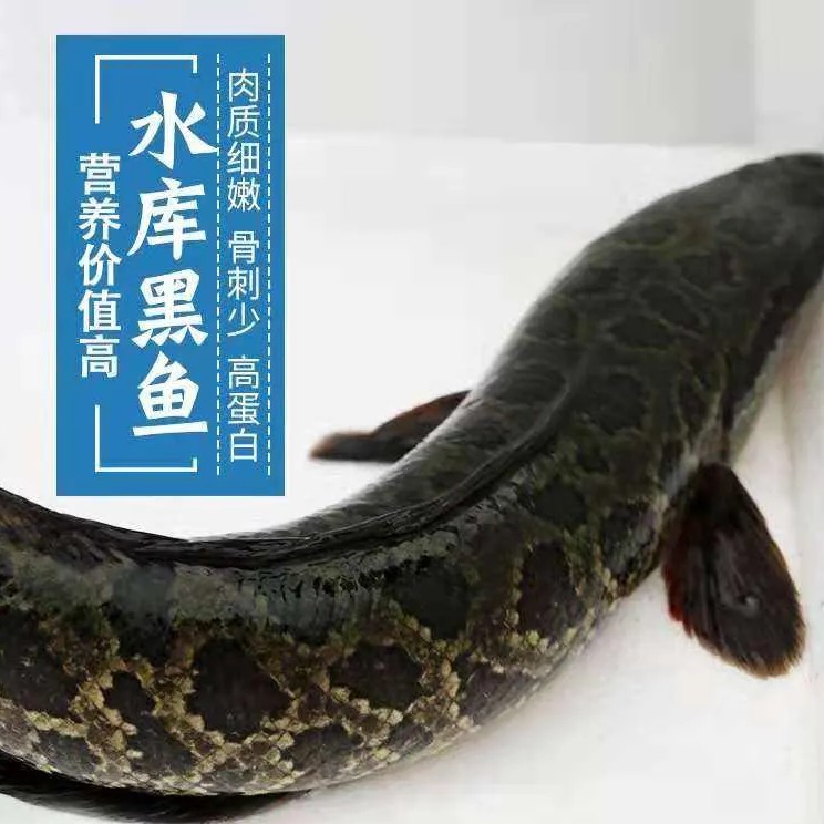 鲜活小乌鱼约1.2公斤