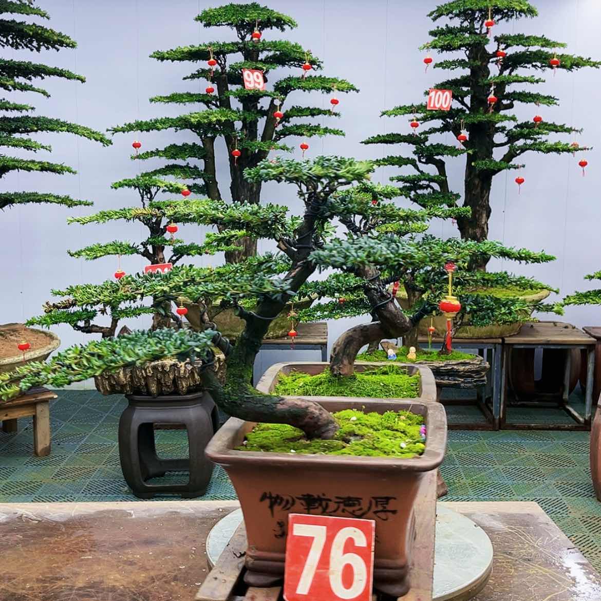 【闪购商品】罗汉松盆景艺术展等大型