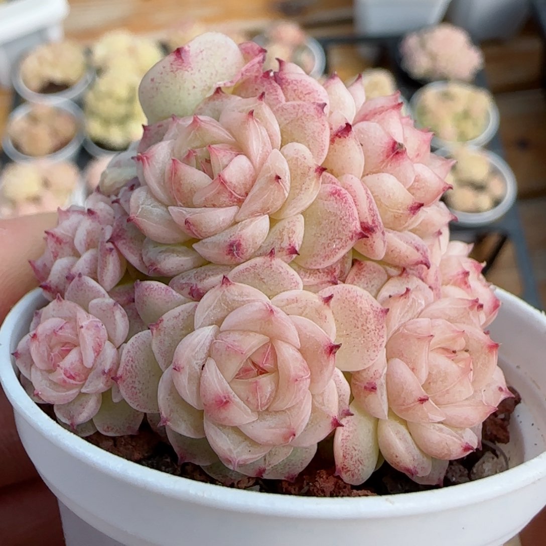 【闪购商品】0226-107小魔仙