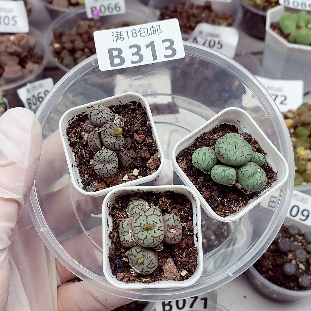 W*W313吧啦啦啦啦啦啦