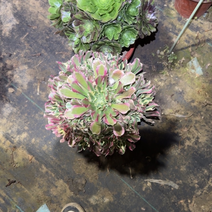 一物一拍不包侧枝70