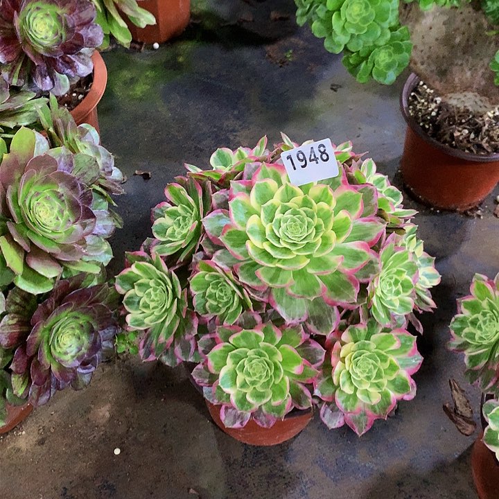 星*✨多肉水蜜桃1948