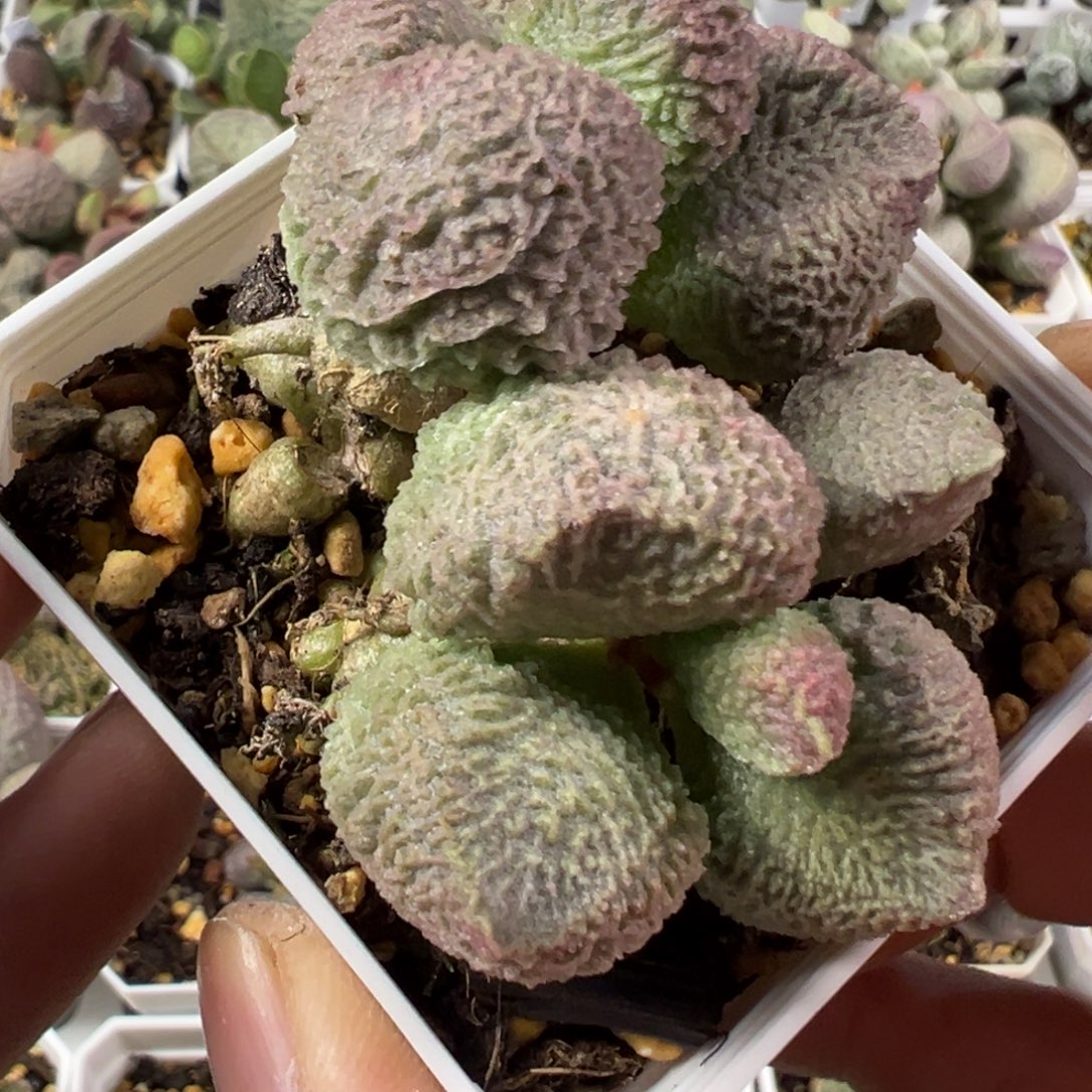慕***晞巨猪宝老桩多肉植物水泡