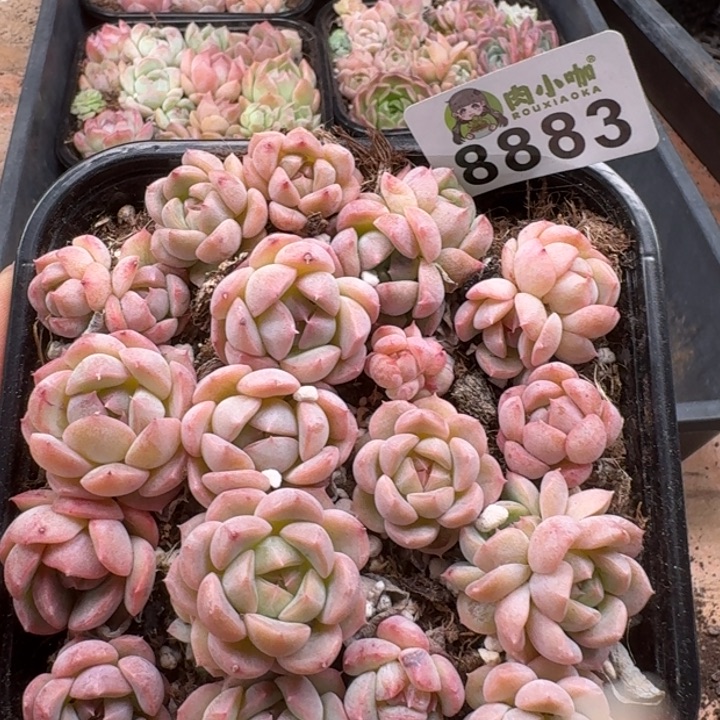 多肉植物多肉植物