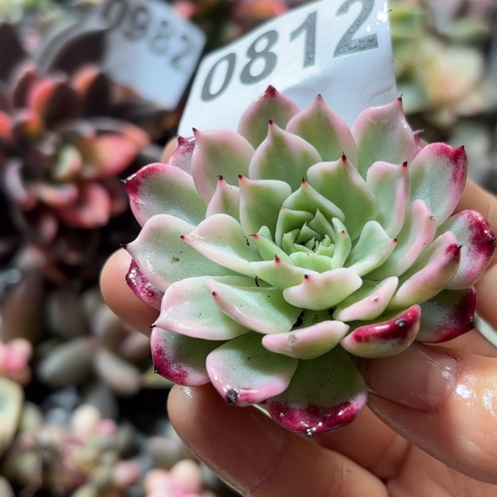 朱砂痣锦无根多肉植物满18包邮当场凑单