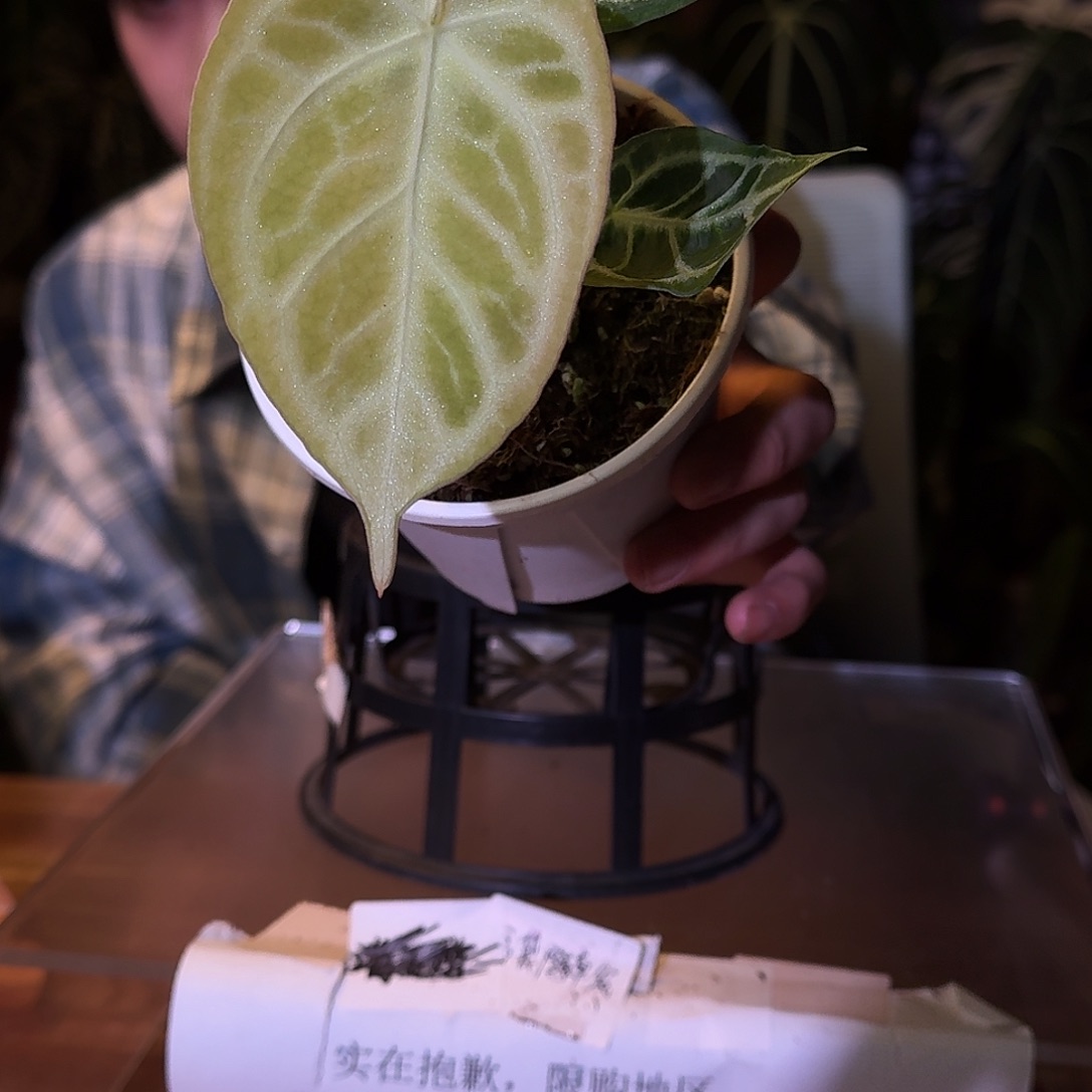 不开花植物D156银刷子杂撕裂纹