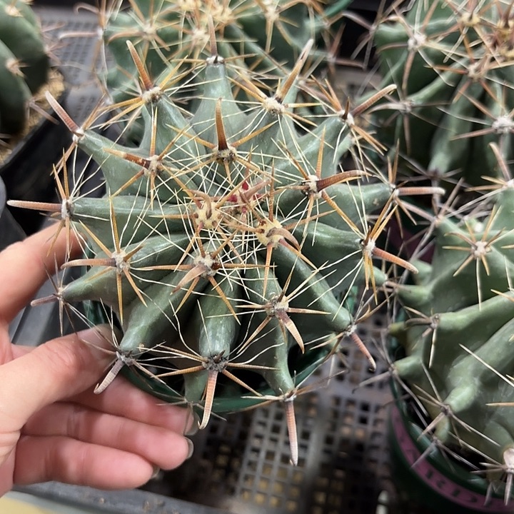 A母本巨鹫玉加仑盆随机一盆