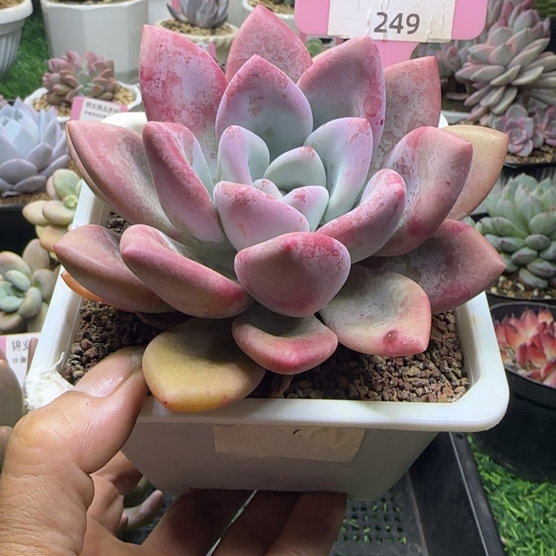 锦安精品多肉植物249