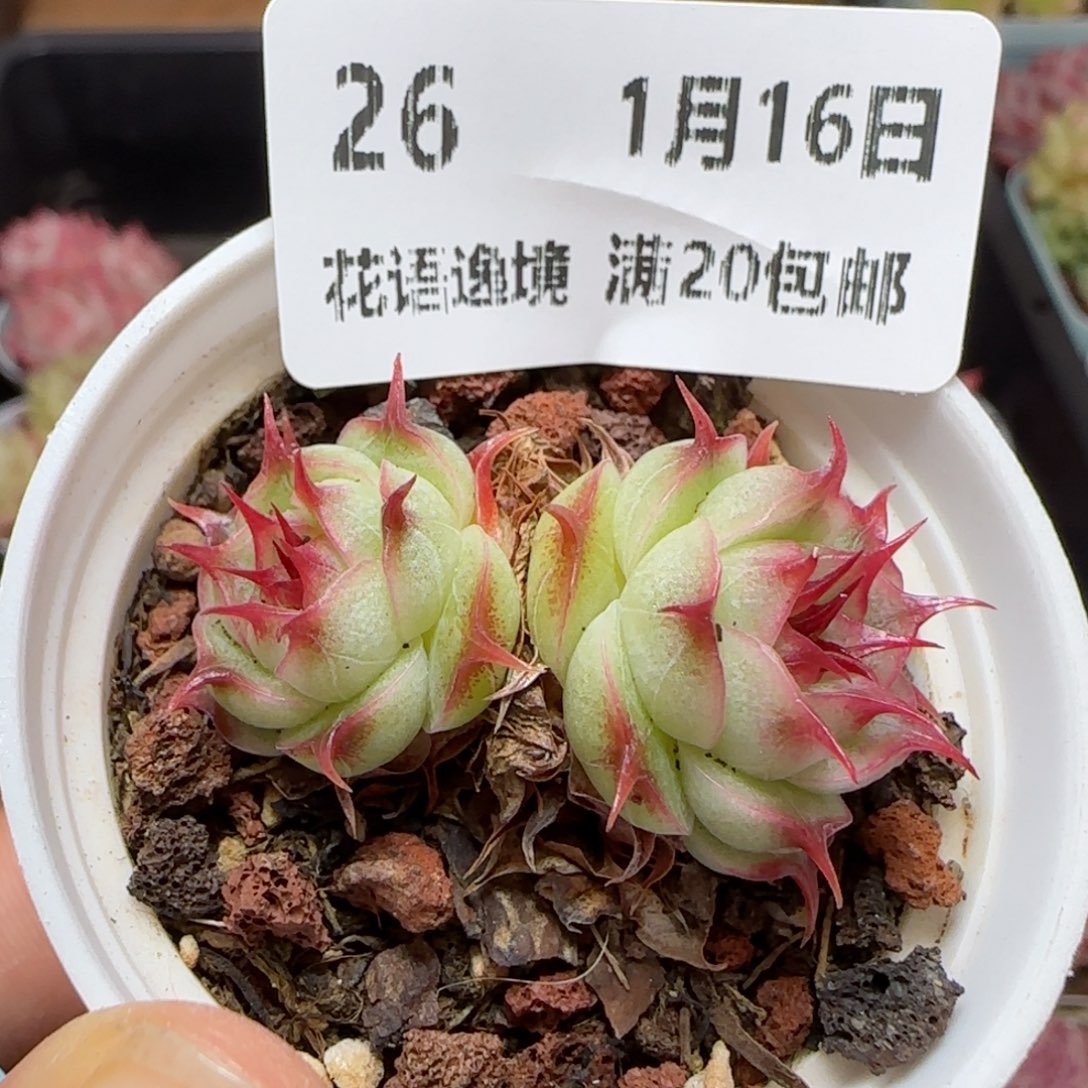 花语逸境0116-26