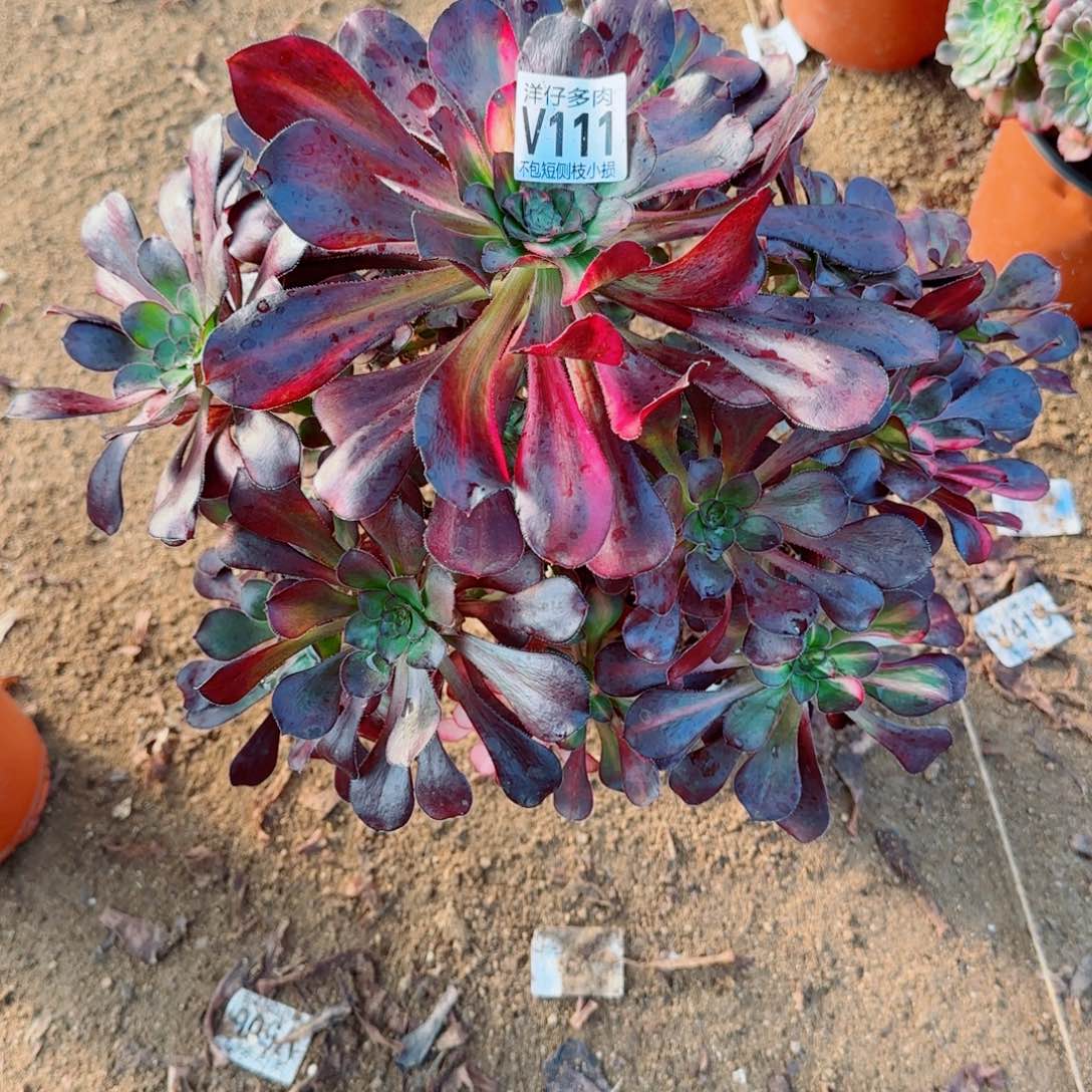 花蝴蝶法师111冠幅30