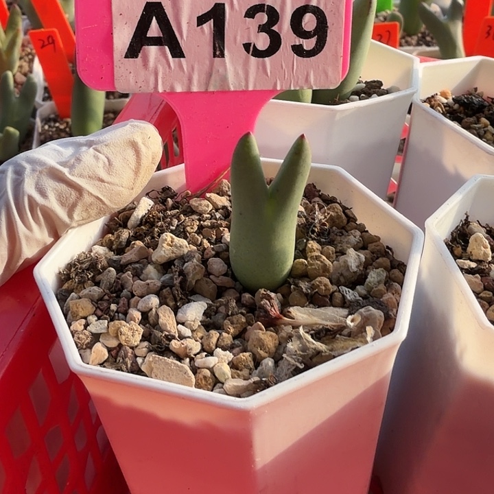 ****妍139 &&&&&&&&&&&@&&@@@